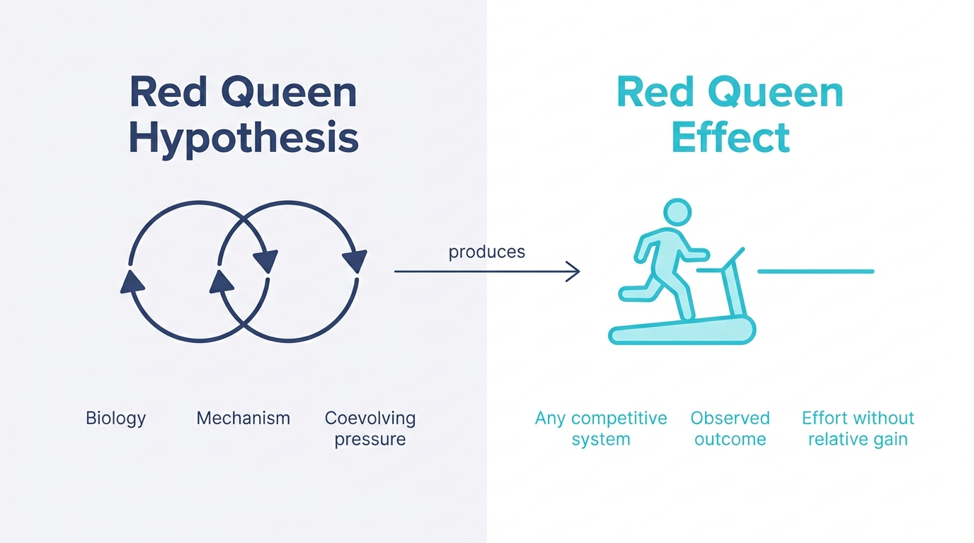Comparison diagram showing the Red Queen Hypothesis as the coevolution mechanism and the Red Queen Effect as the observed outcome of effort without relative gain